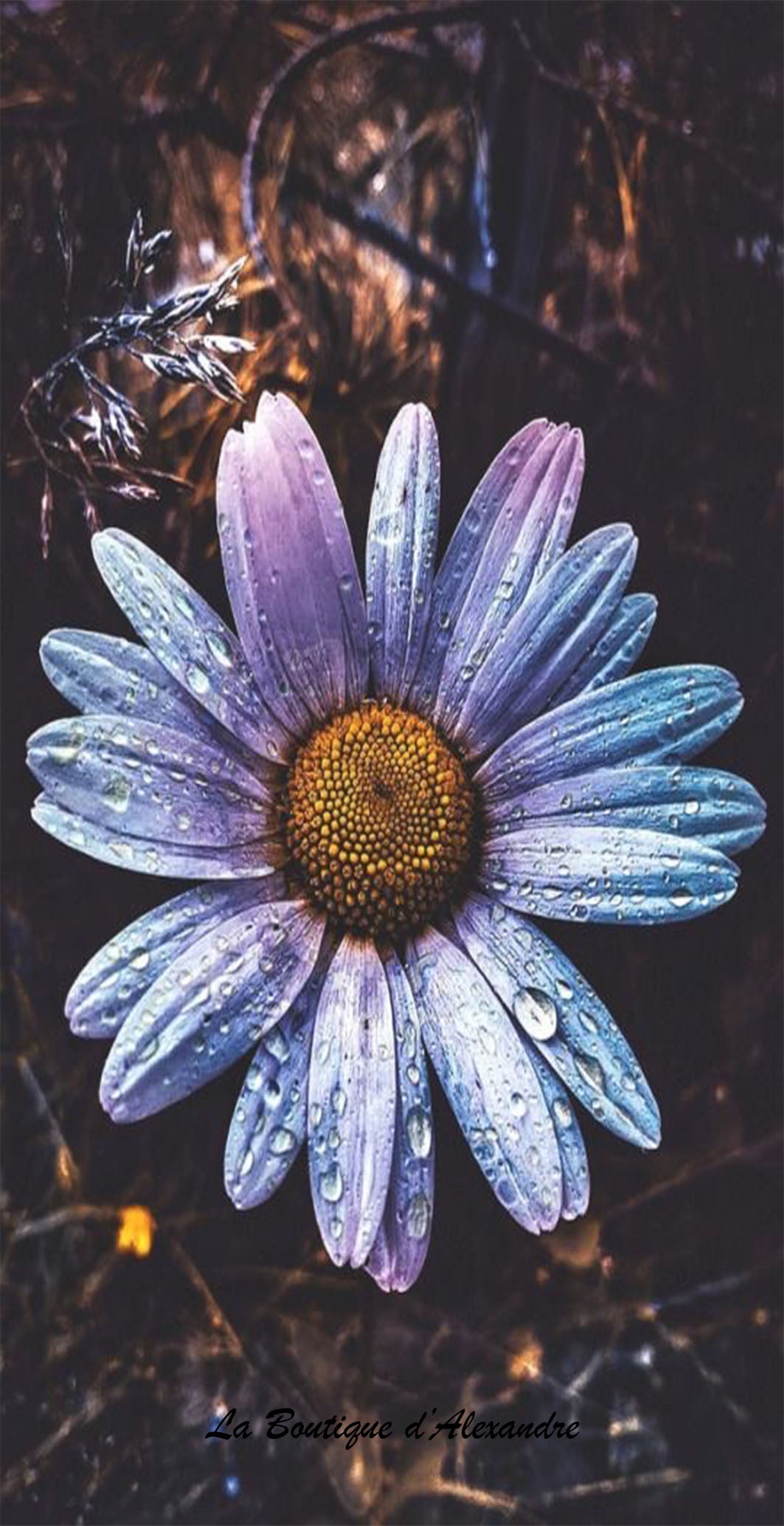 Marguerite Bleu/Noir