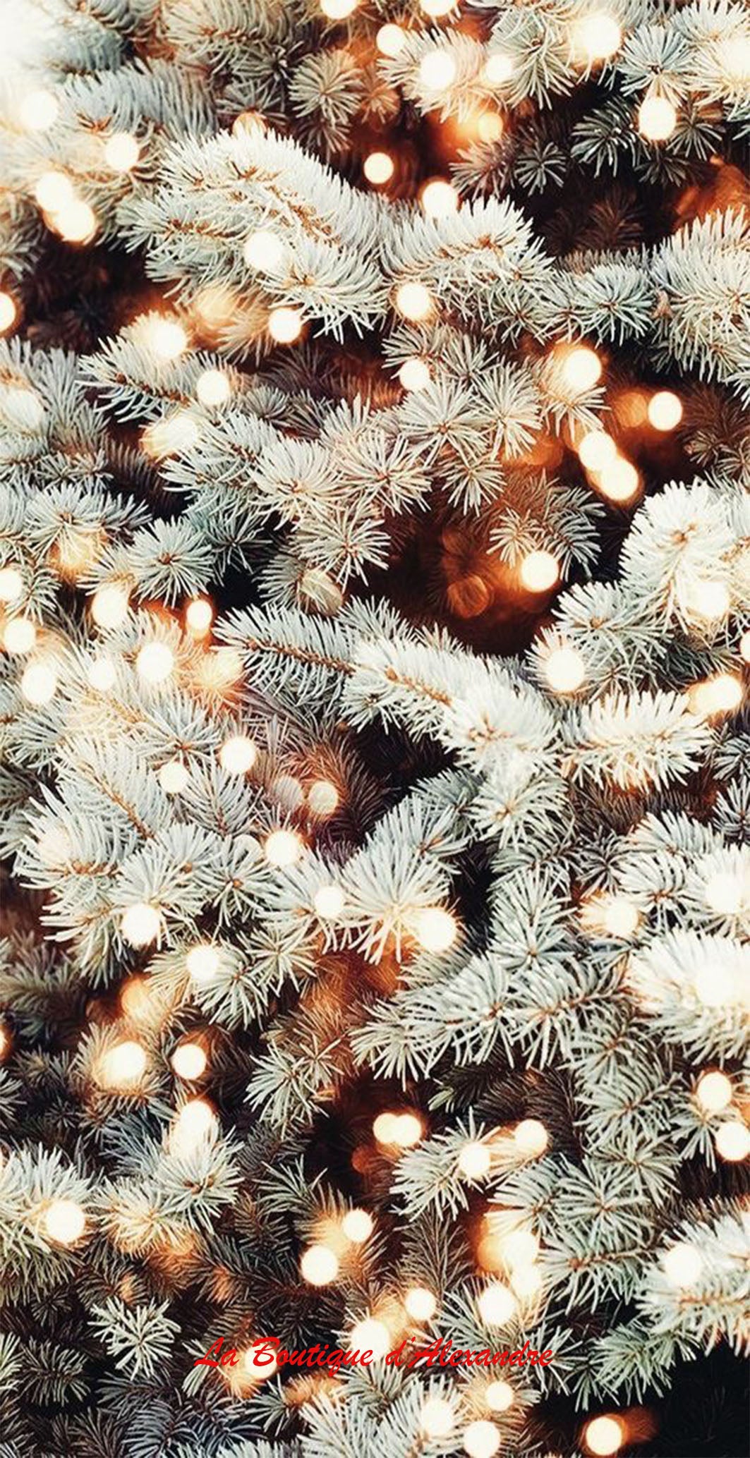 Sapin Sous les lumières