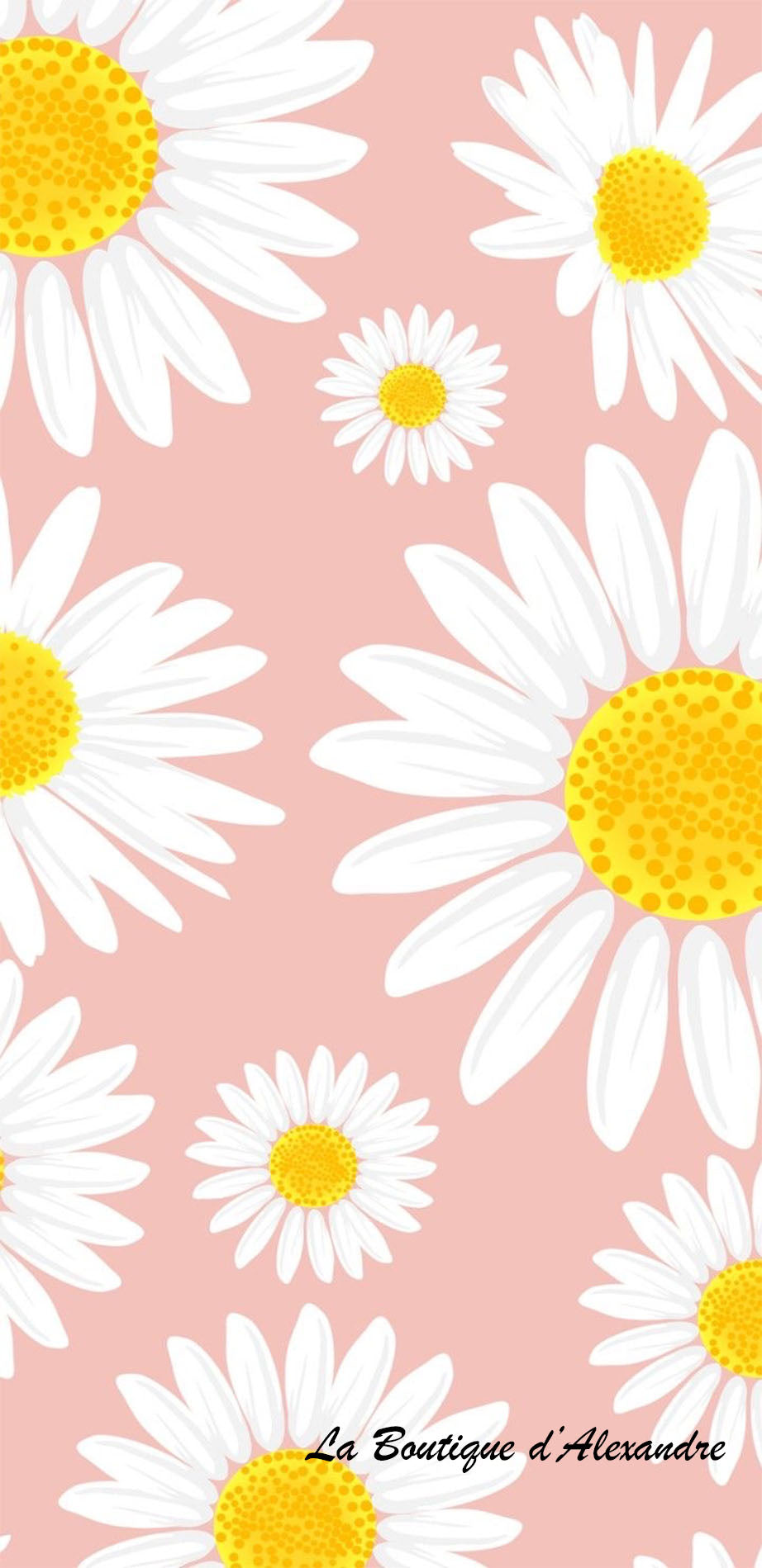 Marguerite sur fond rose saumon