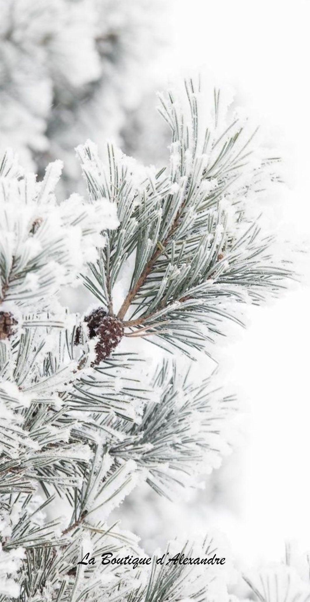 Branches sous la neige