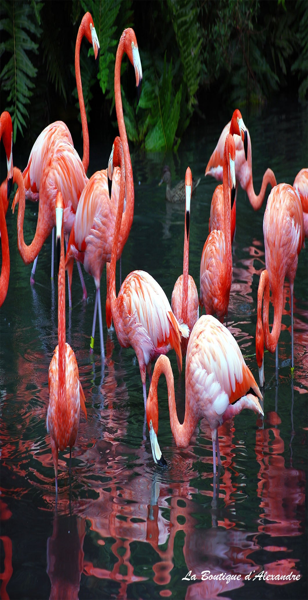 Flamant Rose