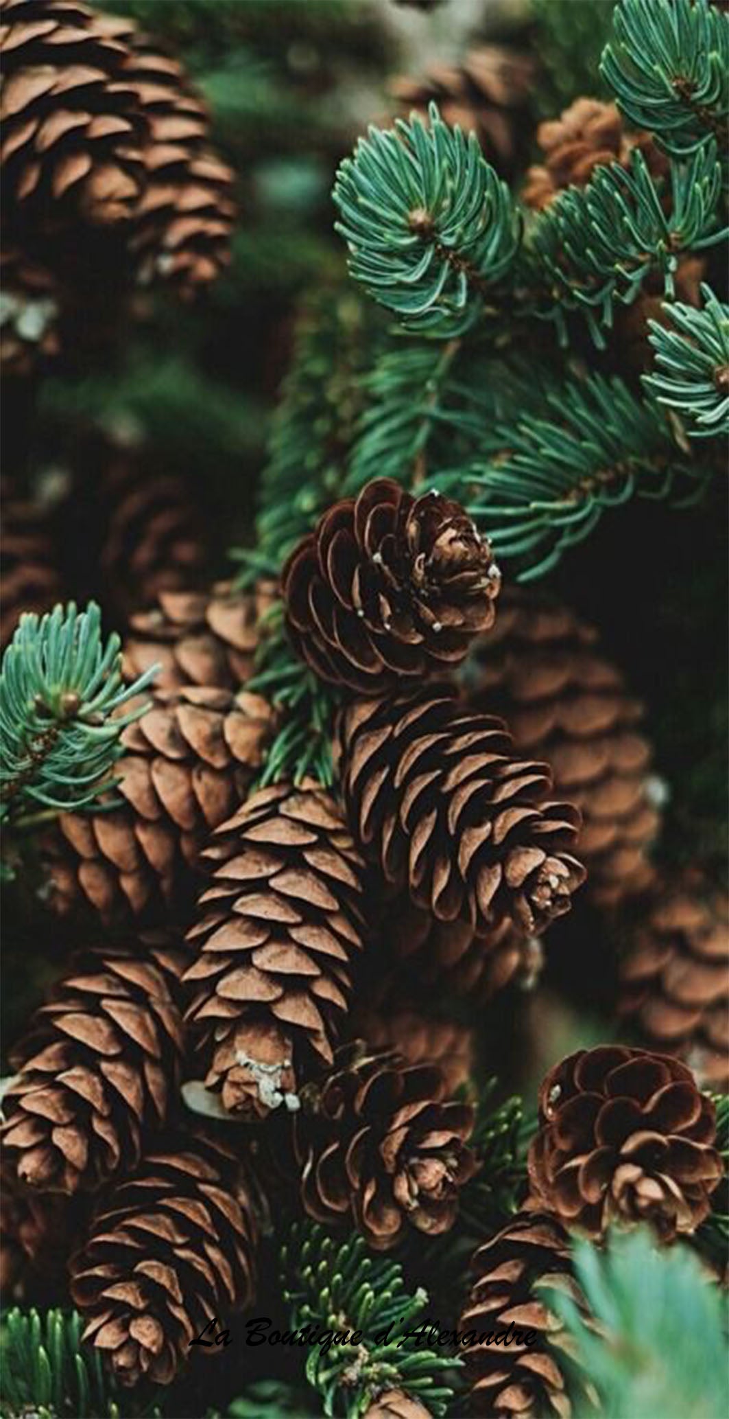 Sapin/Cocottes