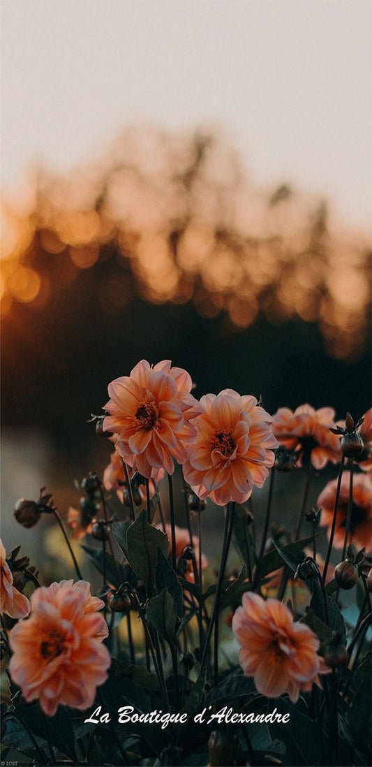 Rose en fleur