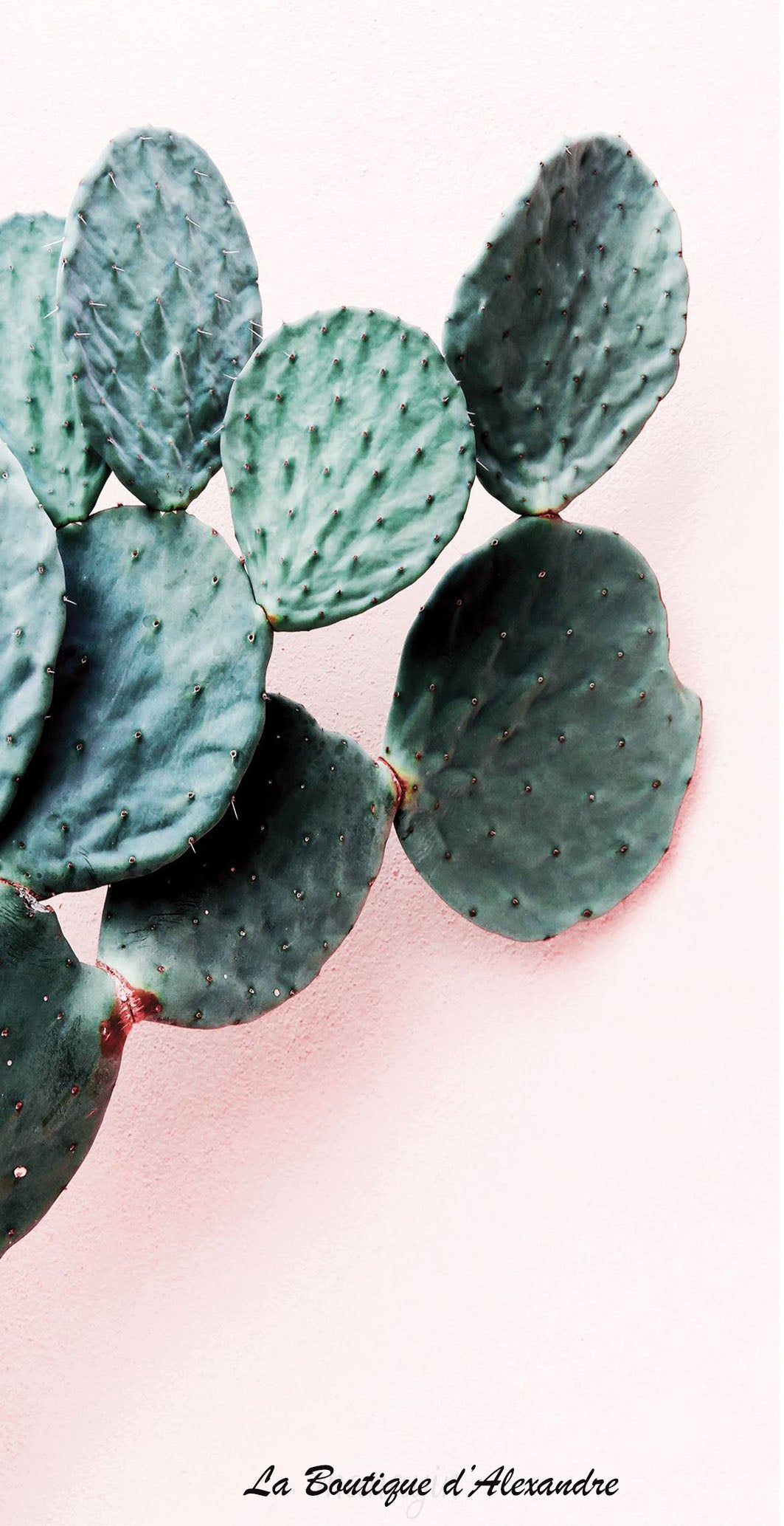 Branche de cactus rosé
