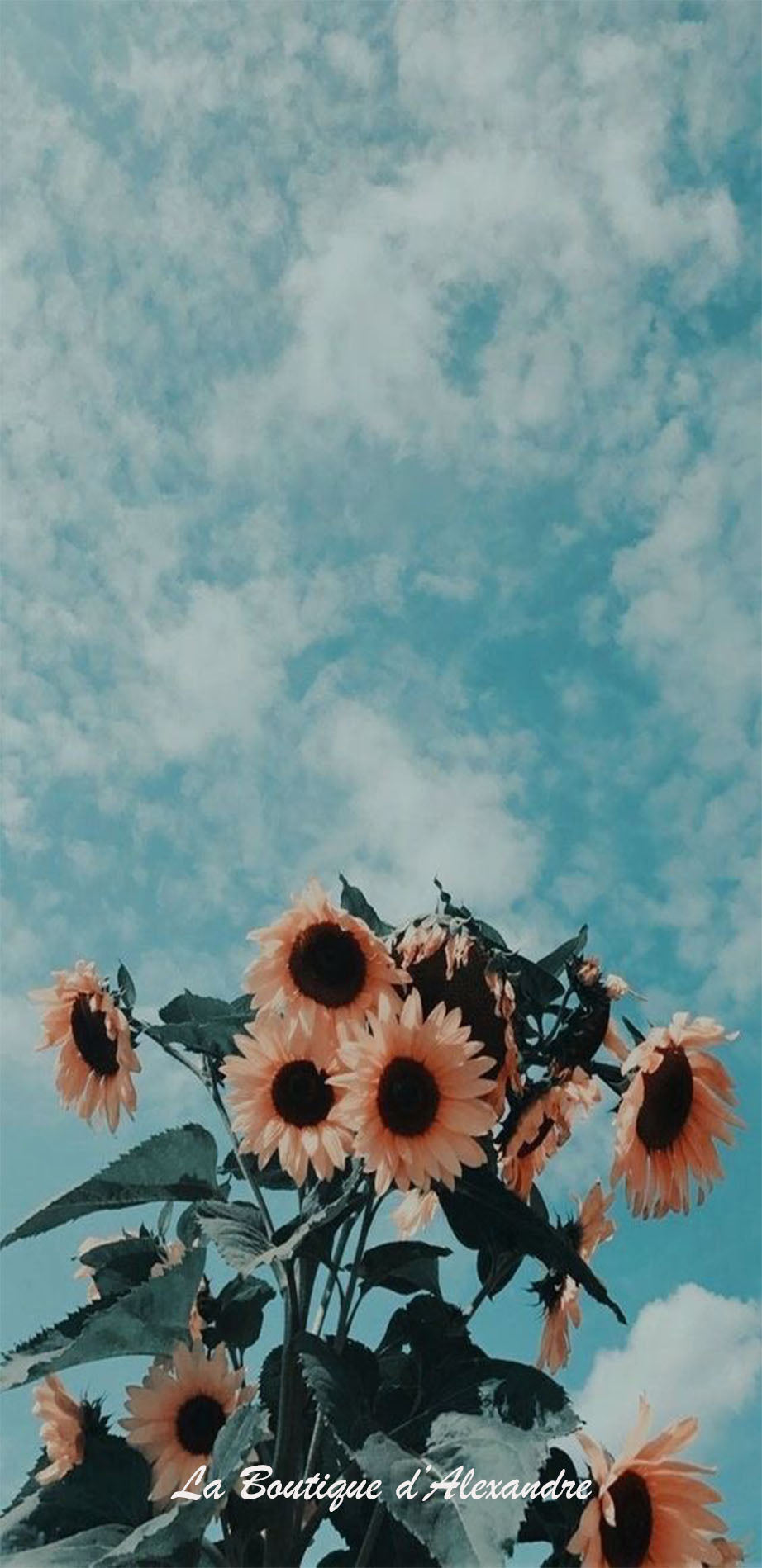 Tournesol vers le ciel